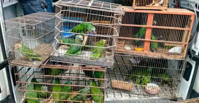 Trafico-de-animais-silvestres-uma-pratica-abominavel